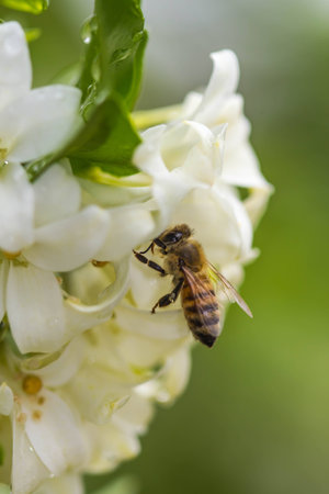 little bee on white flowerの写真素材