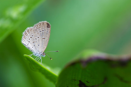 cute butterfly on nature backgroundの写真素材