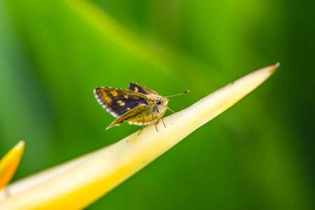Beautiful butterfly on orange flowerの写真素材