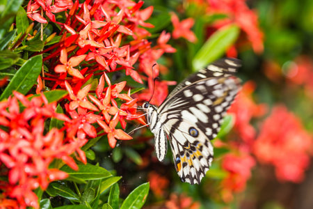 Beautiful butterfly on red flower