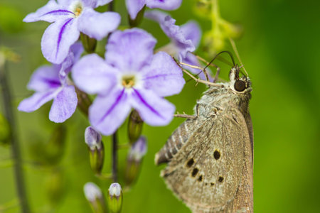 borbo cinnara (Hesperiidae) Butterfly 0n flowerの写真素材