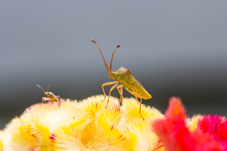 small insect on flowerの写真素材
