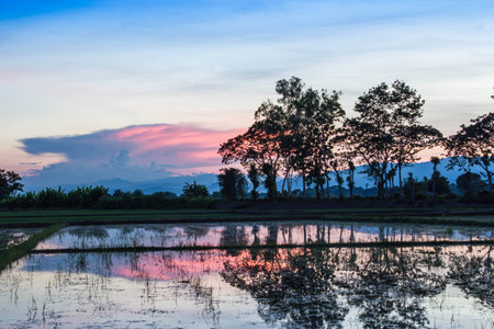 twilight sky on the rice field,North Thailand.の写真素材