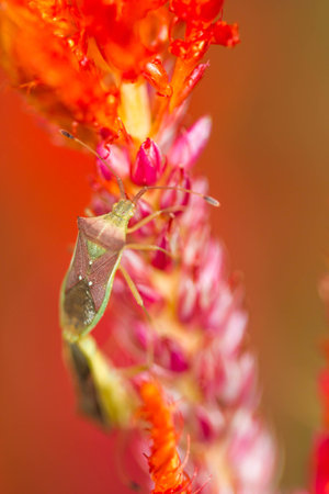 small insect on flowerの写真素材