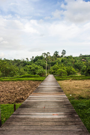 wood bridge on the rice fieldの写真素材