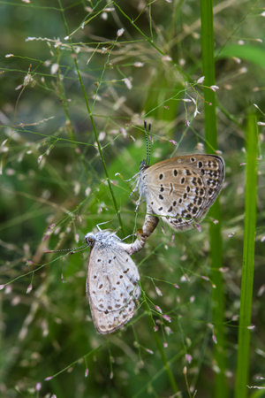 The mating butterflies on grass flowersの写真素材