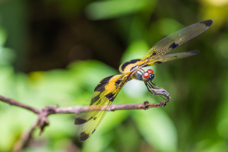 Resting yellow-black dragonflyの写真素材
