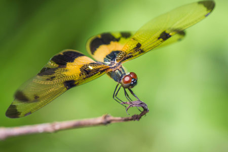 Resting yellow-black dragonflyの写真素材