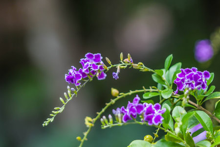 cute little purple flowersの写真素材