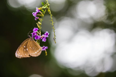 cute butterfly on purple flowersの写真素材