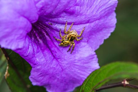 jumping spider on green leafの写真素材