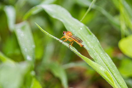 Robber fly on green leaf