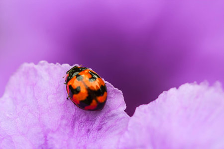 Ladybug beetle on purple flowerの写真素材