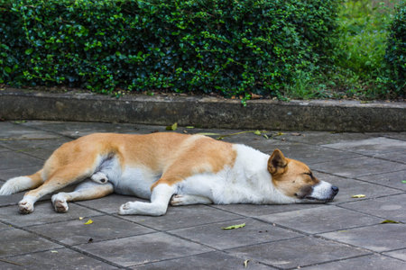 Sleeping Dog on cement floorの写真素材
