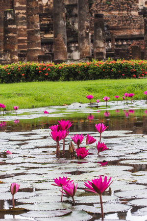 Lotus flower in pondの写真素材