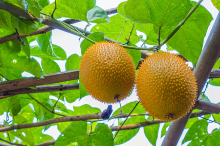 Gac fruit, Baby Jackfruit, Sweet Grourd or Cochinchin Gourd on plant.の写真素材