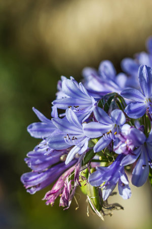 Beautiful little flowers on nature