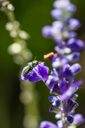 Little bee on purple flower