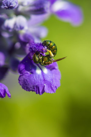 Little bee on purple flowerの写真素材