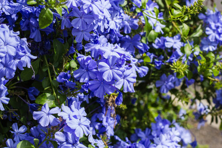 Beautiful little flowers on natureの写真素材