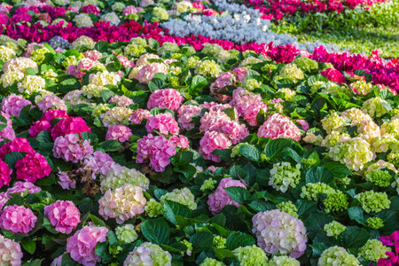 all hydrangea flower in gardenの写真素材