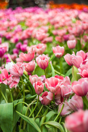 all tulips in the garden.の写真素材