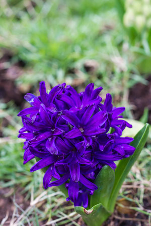 violet hyacinth spring blooming flower in garden.の写真素材