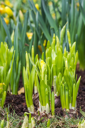 narsissus flowers in garden.の写真素材