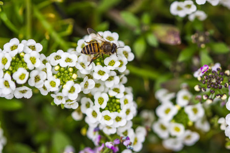Little bee on alyssum flowerの写真素材