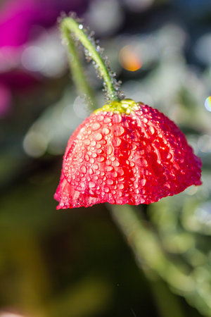 popy flower in garden.の写真素材
