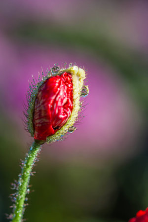 popy flower in garden.の写真素材