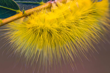 yellow worm on branchの写真素材