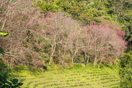 Wild Himalayan Cherry on nature backgroundの写真素材