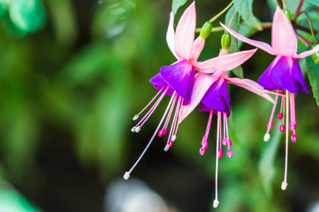 Fuchsia flower on nature backgroundの写真素材