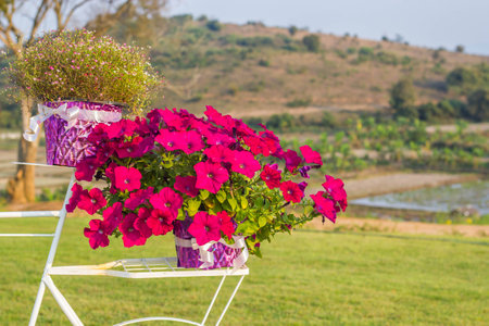cute pink flower in gardenの写真素材