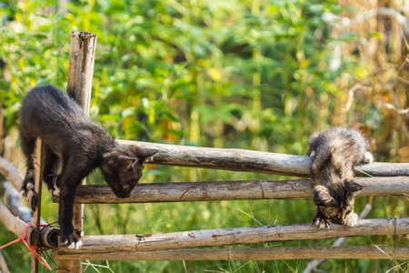 cute cat on bamboo fenceの写真素材