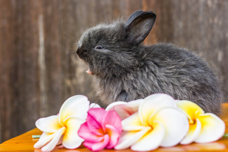cute baby rabbit with flowerの写真素材