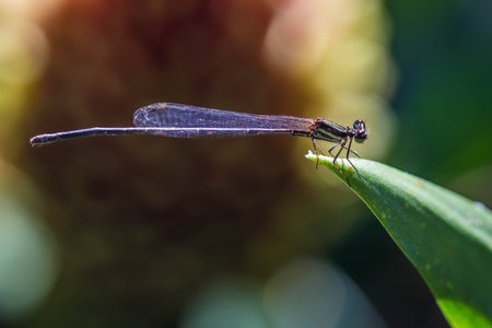 small green damselfly (Ceriagrion tenellum)の写真素材