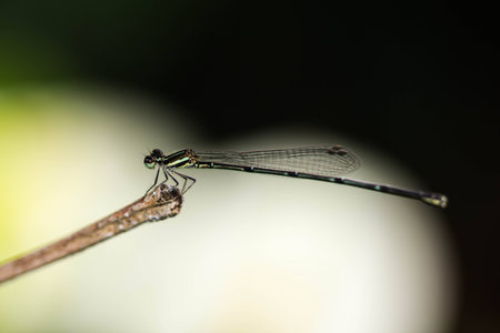 small green damselfly (Ceriagrion tenellum)