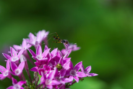little insect on purple flower