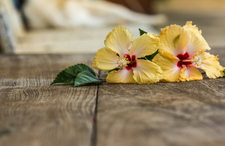 Hibiscus flower, China rose, Chinese hibiscus, Hawaiian hibiscus, shoe flower (Hibiscus rosa sinensis) on woodの写真素材