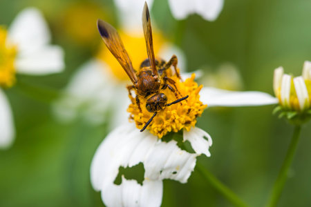 little wasp on a wild flowerの写真素材