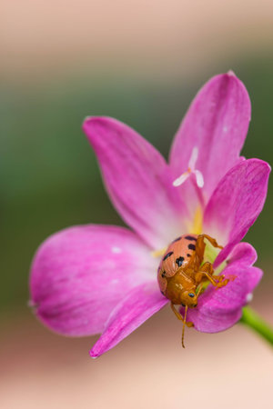 couple lady insect on flower