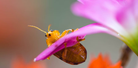 couple lady insect on flowerの写真素材