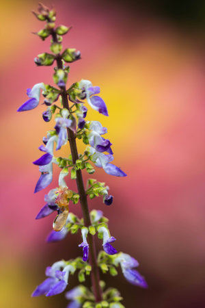Little flower on nature backgroundの写真素材