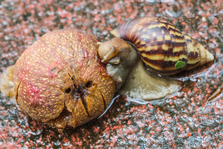 Snail walking on stoneの写真素材