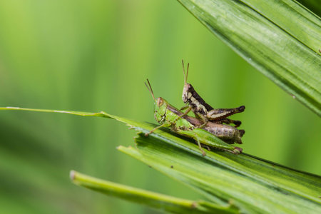 grasshopper hanging at the leafの写真素材