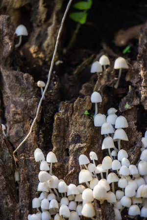 White mushrooms on wooden backgroundの写真素材