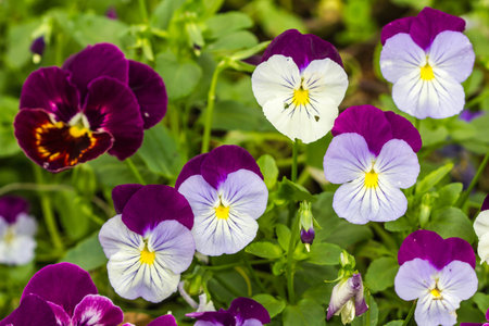 color pancy flower