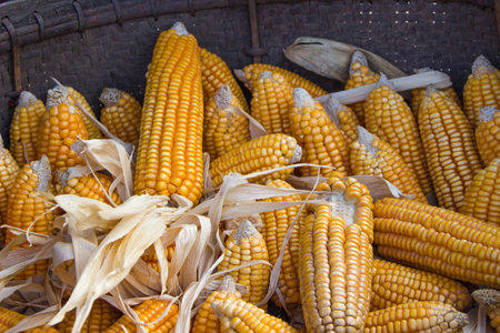 Close up and selective focus yellow dried corn seed